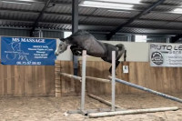 Vente de poney